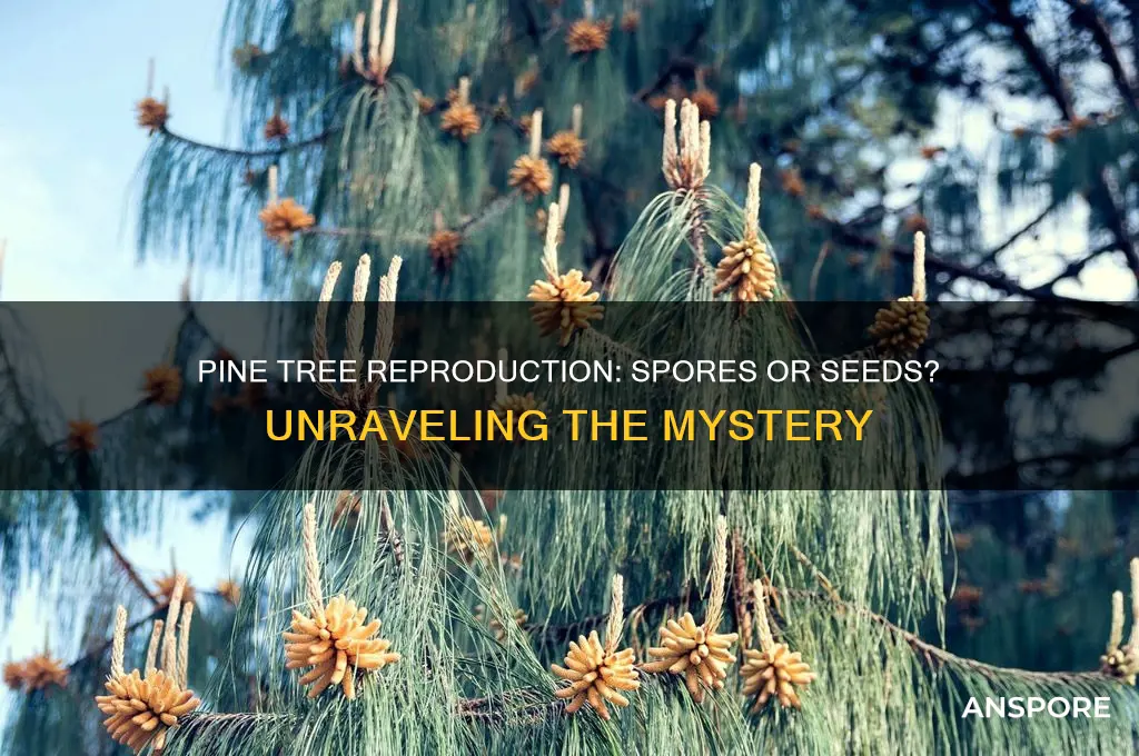 does pine tree reproduce by spores
