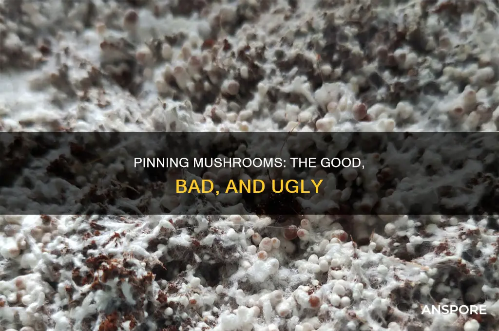 does pinning ruin spawn mushroom cultivation