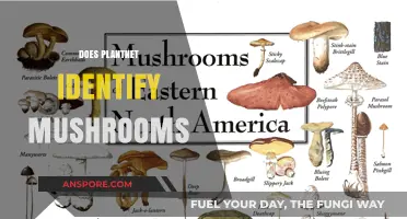 PlantNet's Mushroom Identification: What You Need to Know