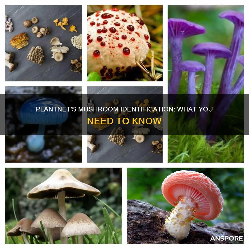 does plantnet identify mushrooms