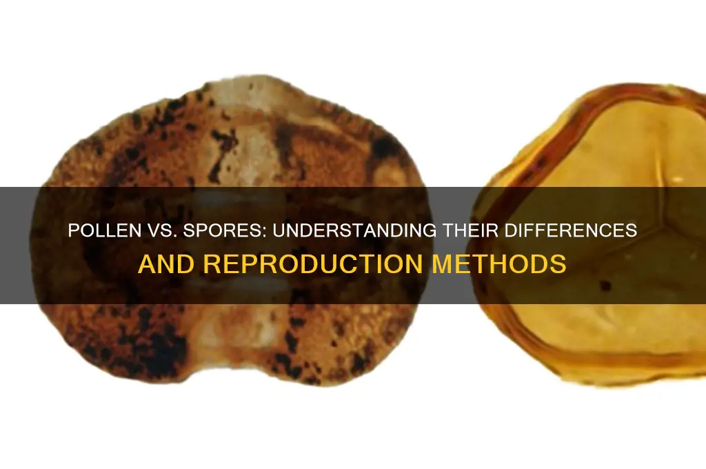 does pollen generate spore