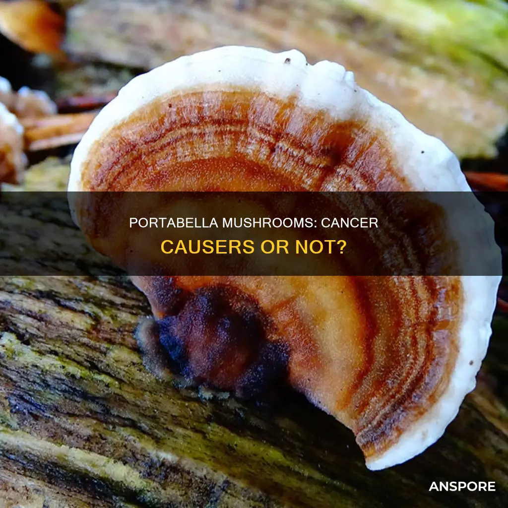 does portabella mushrooms cause cancer
