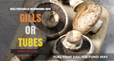 Portabella Mushrooms: Gills or Tubes?