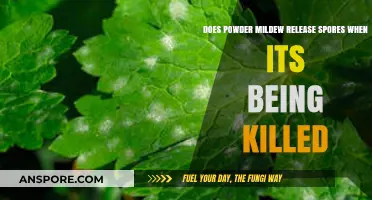 Does Killing Powdery Mildew Release Spores? Understanding the Risks