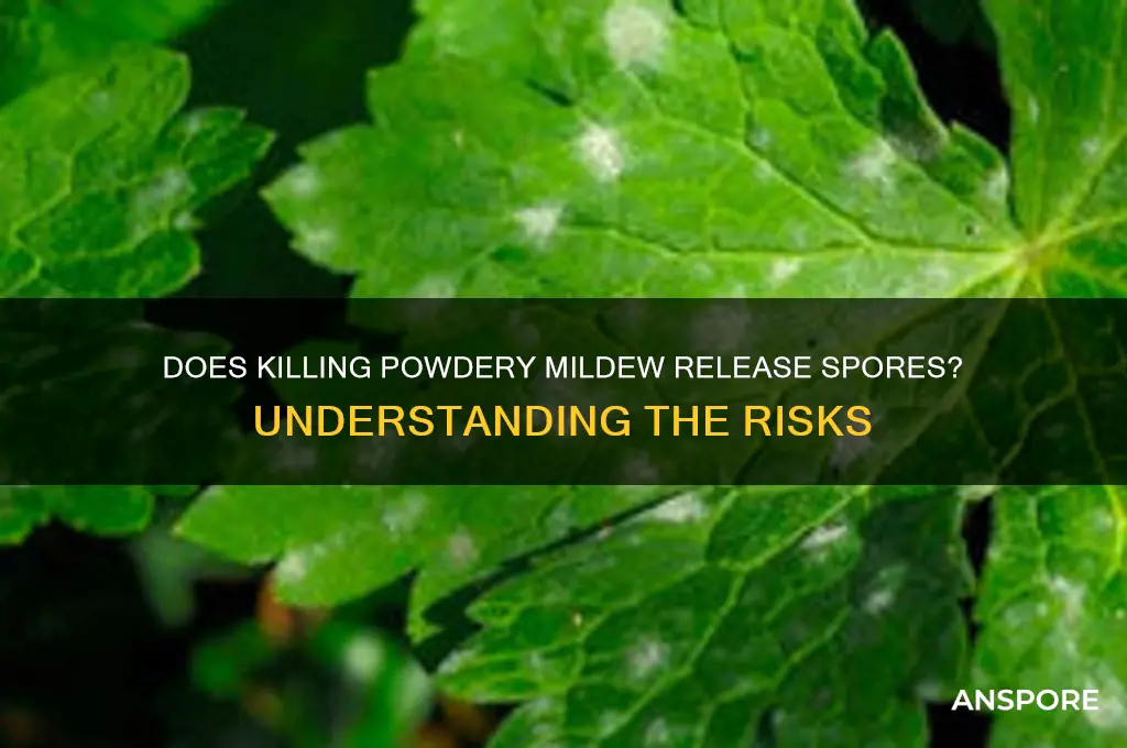 does powder mildew release spores when its being killed