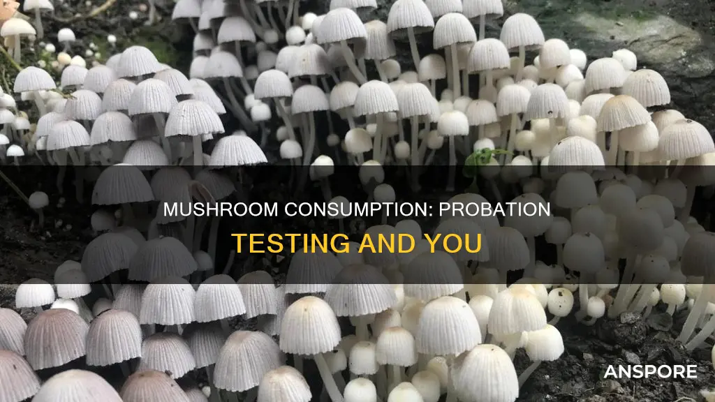 does probationt test for mushrooms