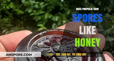 Does Propolis Contain Spores Like Honey? Uncovering the Truth