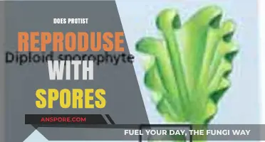 Do Protists Reproduce with Spores? Unveiling Their Unique Life Cycles