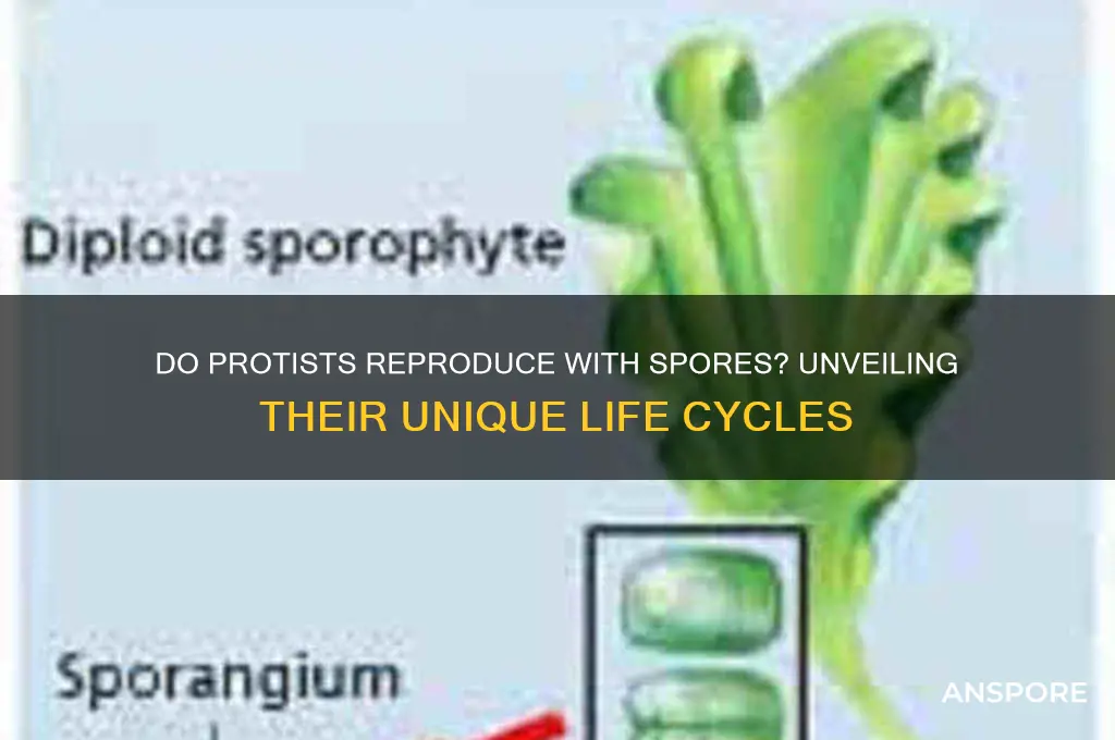 does protist reproduse with spores