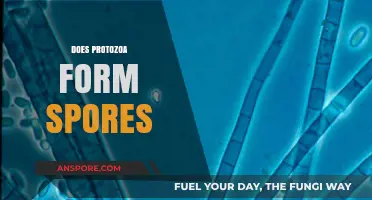 Do Protozoa Form Spores? Unraveling Their Survival Mechanisms