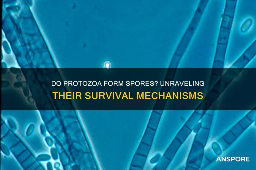 does protozoa form spores