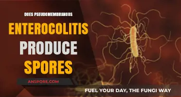 Does Pseudomembranous Enterocolitis Produce Spores? Unraveling the Facts
