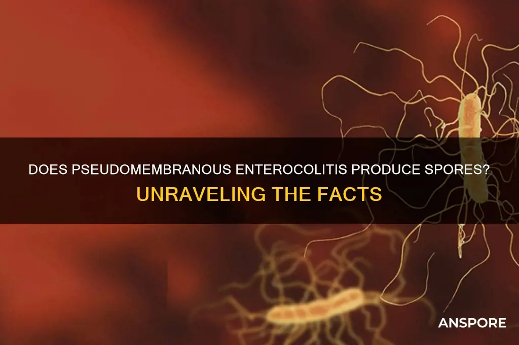 does pseudomembranous enterocolitis produce spores