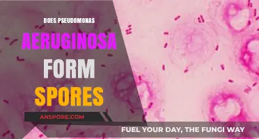 Does Pseudomonas Aeruginosa Form Spores? Unraveling the Bacterial Mystery