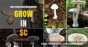 Exploring Psilocybin Mushrooms: Do They Naturally Grow in South Carolina?