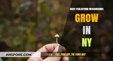 Can Psilocybin Mushrooms Grow in New York's Climate?