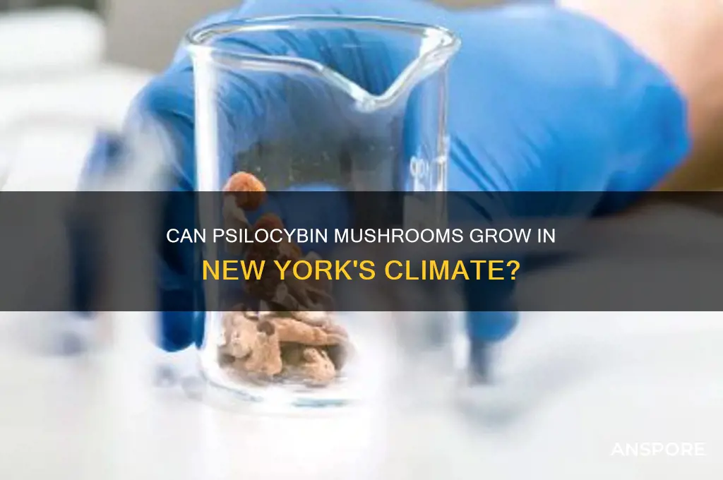 does psilocybin mushrooms grow in ny
