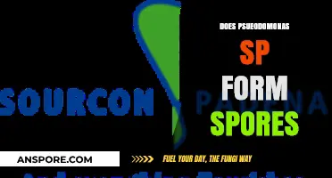 Does Pseudomonas sp Form Spores? Unraveling the Bacterial Survival Mystery