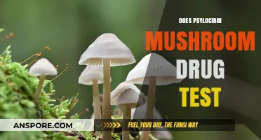 Psychedelic Mushroom Trips and Drug Tests
