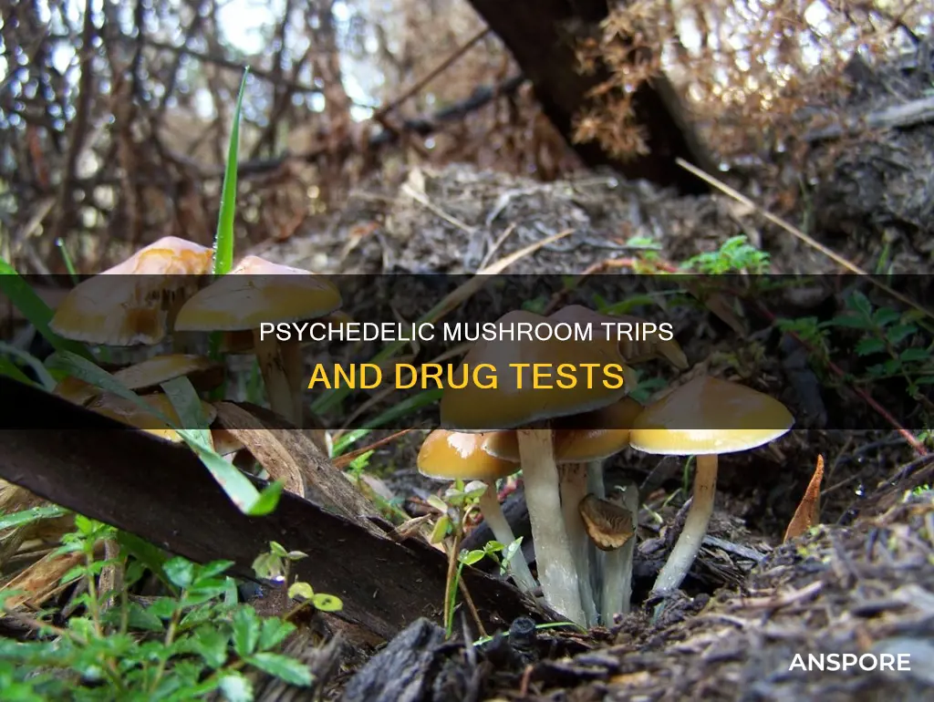 does psylocibin mushrooms drug test