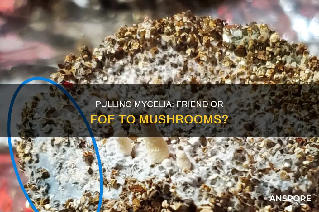 does pulling up mycilia hurt mushrooms