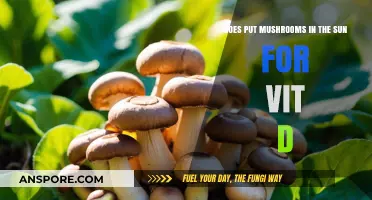 Sun-kissed Mushrooms: Nature's Vitamin D Boost