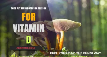 Sun-kissed Mushrooms: Nature's Vitamin D Source
