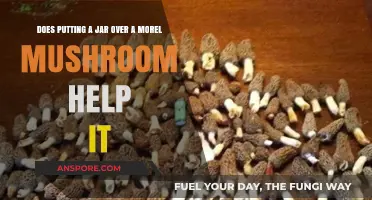 Does Covering Morel Mushrooms with Jars Boost Their Growth?