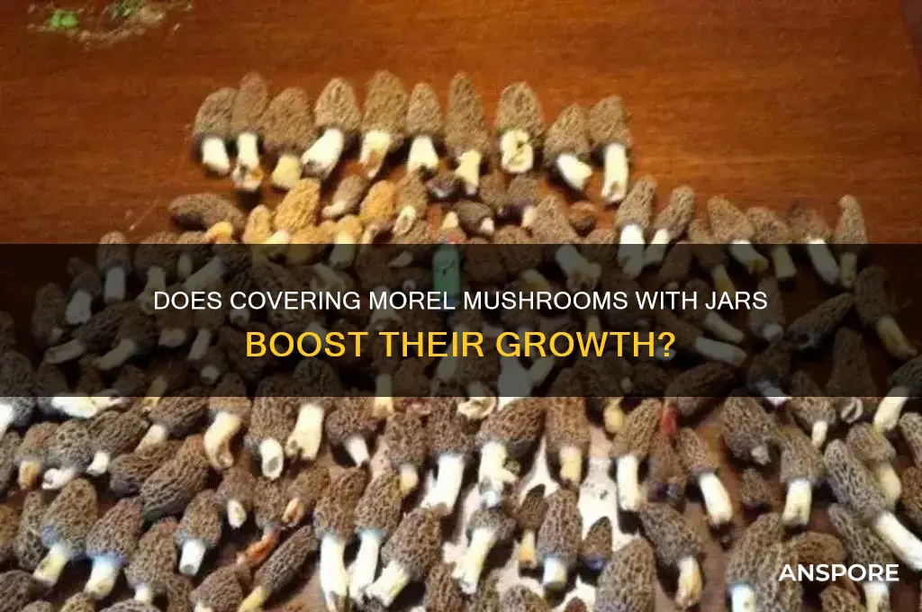 does putting a jar over a morel mushroom help it