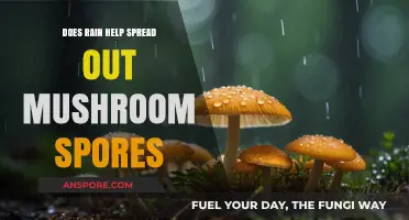 Rain and Mushrooms: How Drops Spread Spores