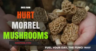 How Does Rain Affect Morrel Mushrooms?
