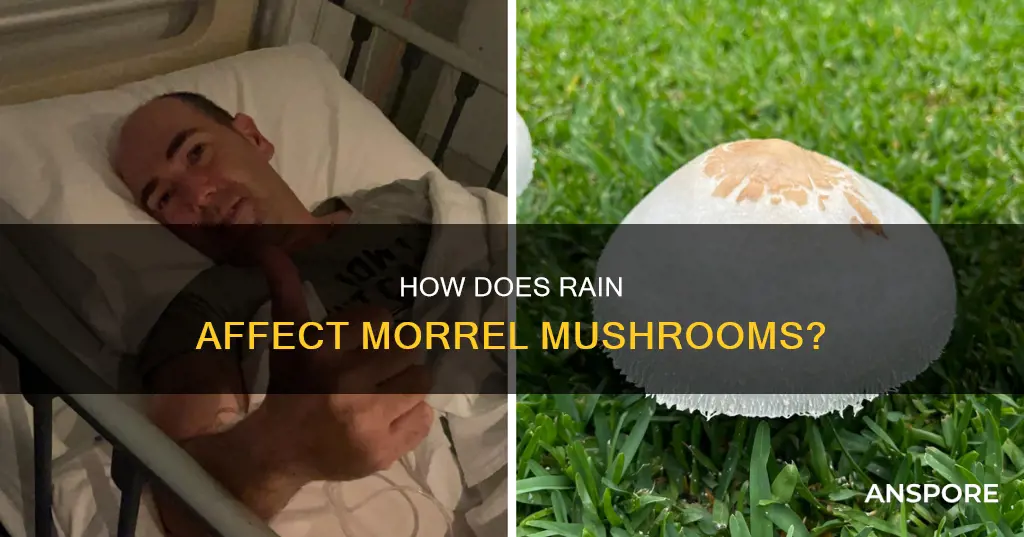 does rain hurt morrel mushrooms