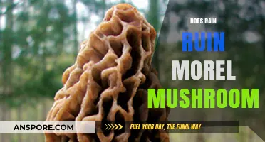 Does Rain Ruin Morel Mushrooms? Uncovering the Truth for Foragers