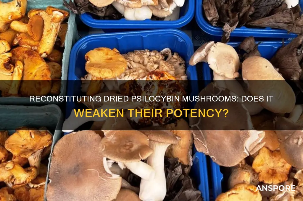 does reconstituting dried psilocybin mushrooms make them weaker