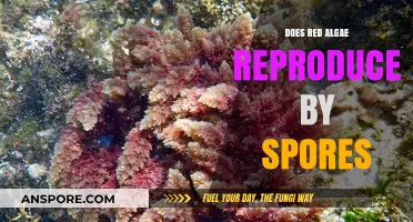 Red Algae Reproduction: Unveiling the Role of Spores in Their Life Cycle