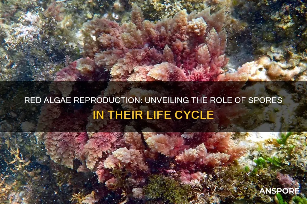 does red algae reproduce by spores