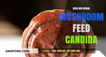 Reishi Mushrooms: Friend or Foe to Candida?