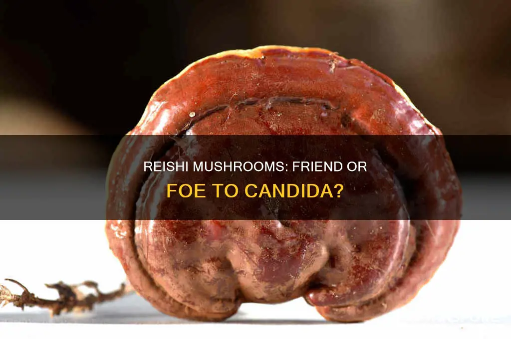 does red reishi mushroom feed candida