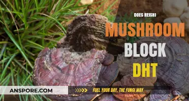Reishi Mushrooms: DHT Blocker or Baldness Myth?