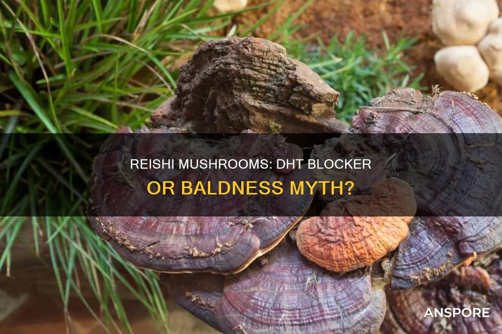 does reishi mushroom block dht