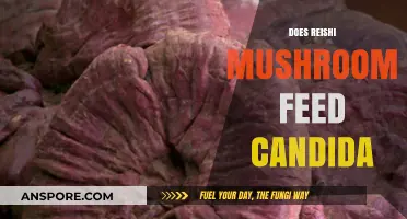 Reishi Mushrooms: Friend or Foe to Candida?