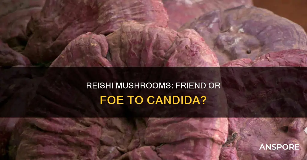 does reishi mushroom feed candida