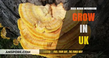 Can Reishi Mushrooms Thrive in the UK Climate and Soil?