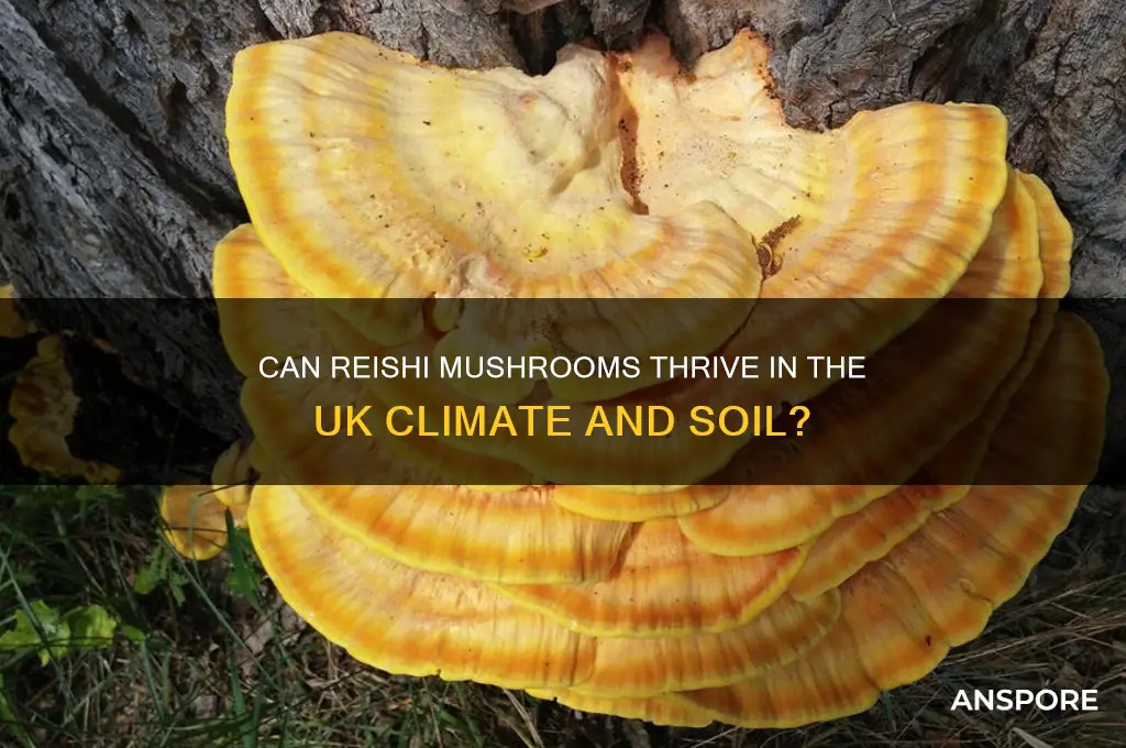 does reishi mushroom grow in uk