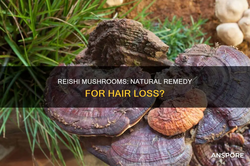 does reishi mushroom help with hair loss