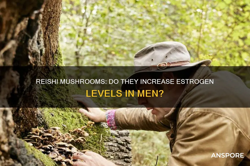 does reishi mushroom increase estrogen in men