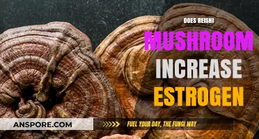 Reishi Mushrooms: Can They Boost Estrogen Levels?