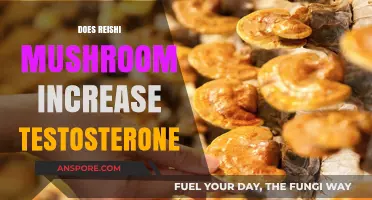 Reishi Mushrooms: Natural Testosterone Boosters for Men's Health
