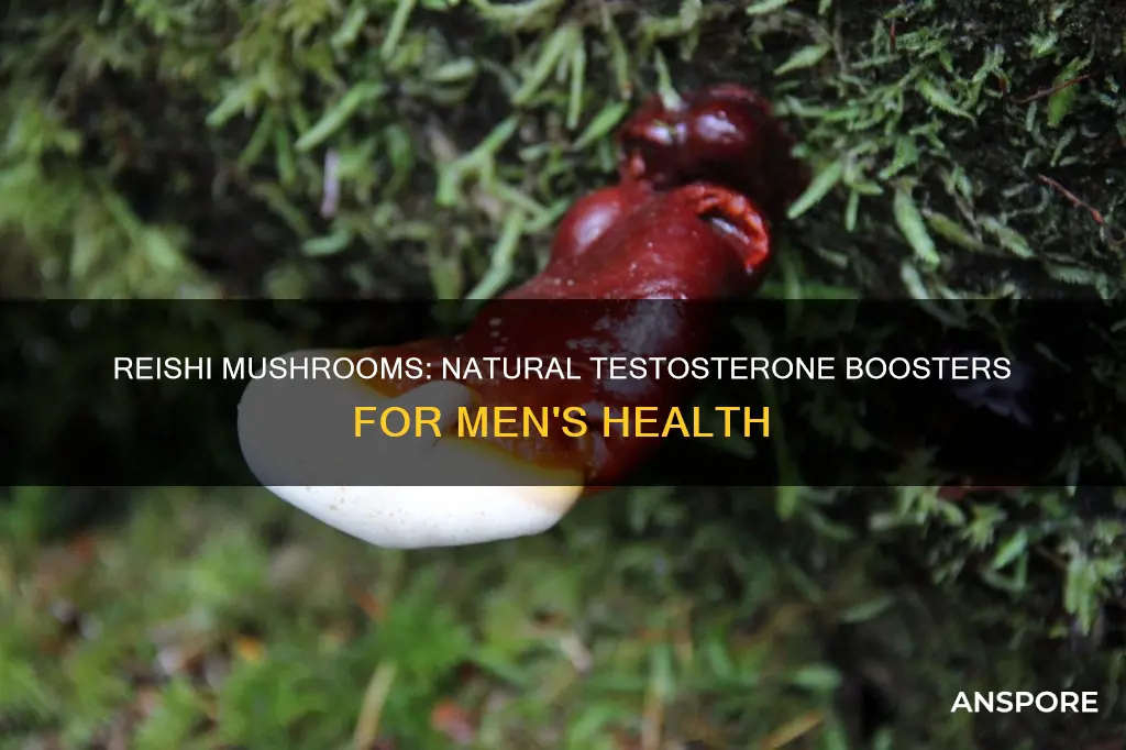 does reishi mushroom increase testosterone