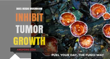 Reishi Mushrooms: Cancer-Fighting Superfood?